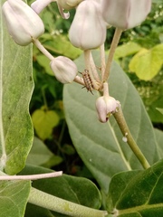 Calotropis gigantea