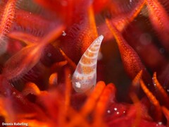 Curveulima dautzenbergi