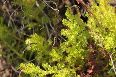 Ursinia dentata