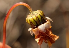 Ursinia dentata