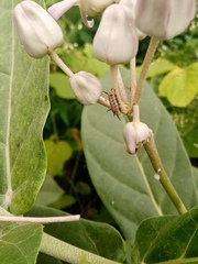 Calotropis gigantea
