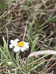 Acoloithus falsarius