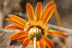 Ursinia dentata