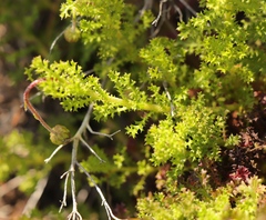 Ursinia dentata