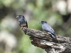 Chelidoptera tenebrosa