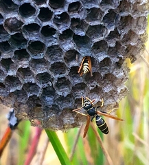 Polistes