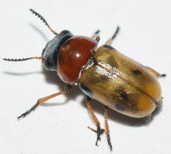 Coptocephala scopolina