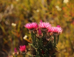 Phaenocoma prolifera