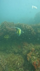 Zanclus cornutus