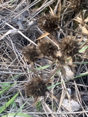Eryngium campestre