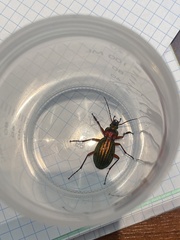 Carabus auronitens