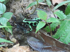 Dendrobates auratus