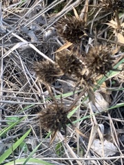 Eryngium campestre