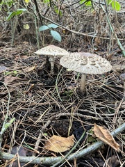 Chlorophyllum