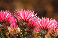 Phaenocoma prolifera