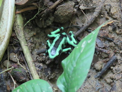Dendrobates auratus