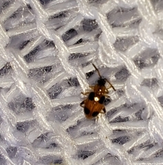 Cornulactica varicornis