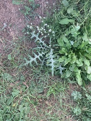 Galactites tomentosus