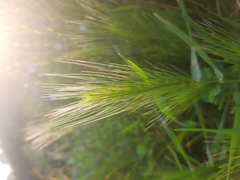 Hordeum