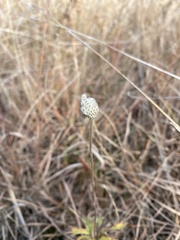 Anemone cylindrica