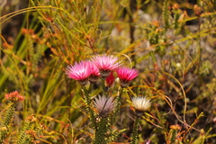 Phaenocoma prolifera