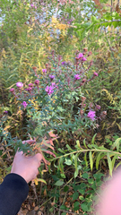 Symphyotrichum sericeum