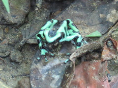 Dendrobates auratus