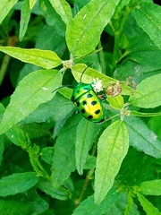 Chrysocoris