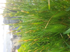 Hordeum