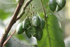 Solanum betaceum