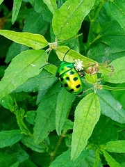 Chrysocoris