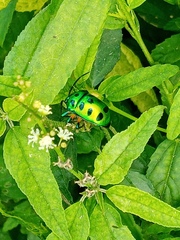 Chrysocoris