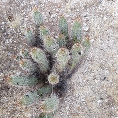 Echinocereus engelmannii fasciculatus