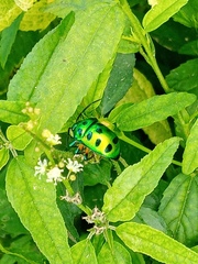 Chrysocoris