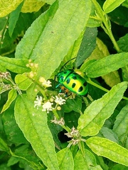 Chrysocoris