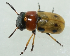 Coptocephala scopolina