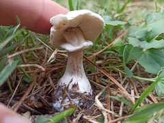 Leucoagaricus leucothites