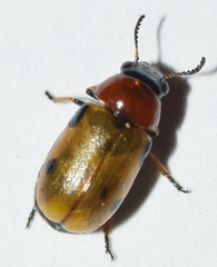 Coptocephala scopolina