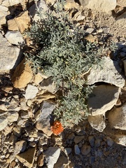 Sphaeralcea coccinea