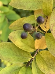 Ligustrum obtusifolium