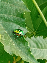 Chrysocoris stollii