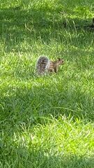 Sciurus variegatoides