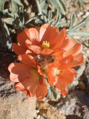 Sphaeralcea coccinea