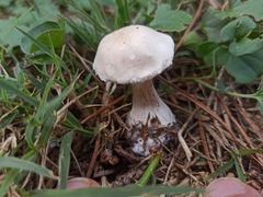 Leucoagaricus leucothites