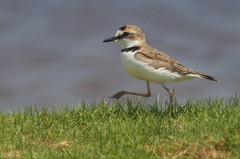 Charadrius collaris