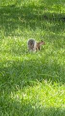 Sciurus variegatoides