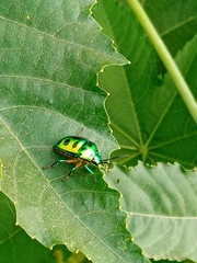 Chrysocoris stollii