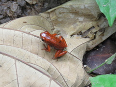 Oophaga pumilio