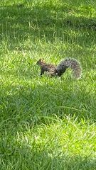 Sciurus variegatoides