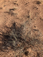 Eriogonum leptocladon